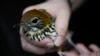 Wildlife Keeper Stephanie Scurtu examines a wood thrush, a kind of migrating songbird, to determine if it is healthy enough for release at the DuPage Wildlife Conservation Center, Oct. 4, 2024, in Glen Ellyn, Ill. 