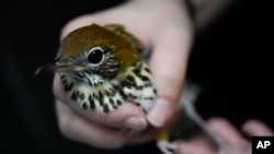 Wildlife Keeper Stephanie Scurtu examines a wood thrush, a kind of migrating songbird, to determine if it is healthy enough for release at the DuPage Wildlife Conservation Center, Oct. 4, 2024, in Glen Ellyn, Ill. 