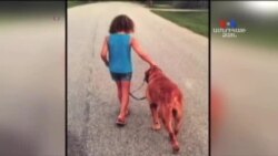 SHORT VIDEO: Շունն ու աղջիկը