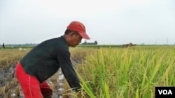 Seorang petani di Kabupaten Bandung sedang memanen padi. Hingga saat ini luas lahan pertanian di Jawa Barat mencapai 925 ribu hektar.