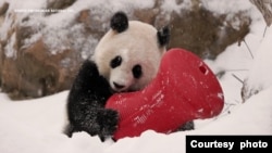 華盛頓最近下了一場雪，動物園裡的兩隻大熊貓都顯得特別興奮。(照片：華盛頓史密森國家動物園）