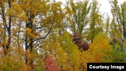 FILE - Glorious autumn foliage blazes on trees in a forest in Fair Oaks, Virginia, Oct. 24, 2015. (Photo taken by Diaa Bekheet)