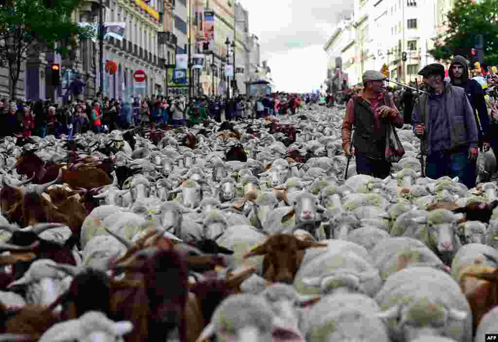 Shepherds herd flocks of sheep in the city center of Madrid, Spain. Shepherds guided a flock of around 2,000 sheep through the streets of Madrid in defence of ancient grazing and migration rights increasingly threatened by urban sprawl.