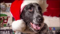 Різдвяні фотосесії для собак набирають популярності у США. Відео