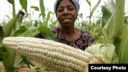 Maize crop