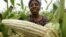 Maize crop