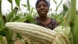 Maize crop