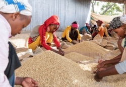 FILE - Women pick unwanted coffee beans just before packaging at a cooperative in Sidama, Ethiopia, part of the Southern Nations, Nationalities, and Peoples’ region. Leaders of the Sidama, the region’s largest ethnic group, wish to create a new regional state, a move that could further threaten national unity.