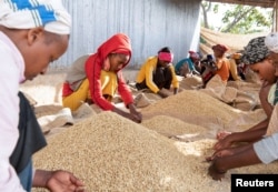 FILE - Women pick unwanted coffee beans just before packaging at a cooperative in Sidama, Ethiopia, part of the Southern Nations, Nationalities, and Peoples’ region. Leaders of the Sidama, the region’s largest ethnic group, wish to create a new regional state, a move that could further threaten national unity.