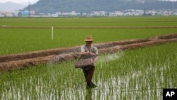 FILE - A farmer spreads fertilizer on a rice field in Sariwon, North Korea, June 13, 2018. The U.N. says around 11 million North Koreans need food and other aid and about 20 percent of children are stunted because of malnutrition.