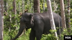 Seeekor gajah Sumatra terlihat di kawasan hutan di Perawang, provinsi Riau (12/1).