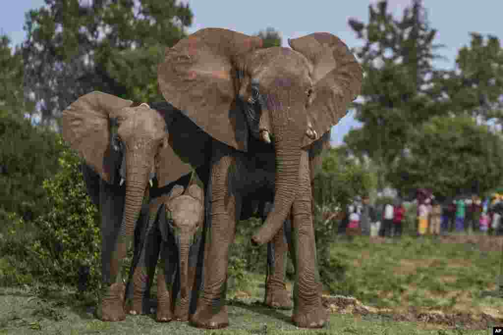 Masyarakat menyaksikan saat petugas Dinas Margasatwa Kenya dan tim penangkap melepas-liarkan lima gajah di Taman Nasional Aberdare, yang terletak di Kenya tengah. (AP)&nbsp;