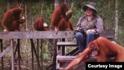 Dr. Birute Mary Galdikas bersama beberapa orangutan di Kalimantan (foto: courtesy).