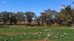 Անձրևները բարենպաստ շրջան են խոստանում երաշտից և անտառային հրդեհներից տուժած Ավստրալիային