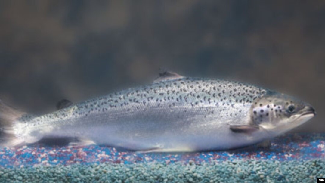 Ikan salmon "AquAdvantage" yang dimodifikasi secara genetika agar tumbuh lebih cepat (foto: dok).