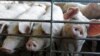 US Approves Genetically Changed Pig for Food and Medicine