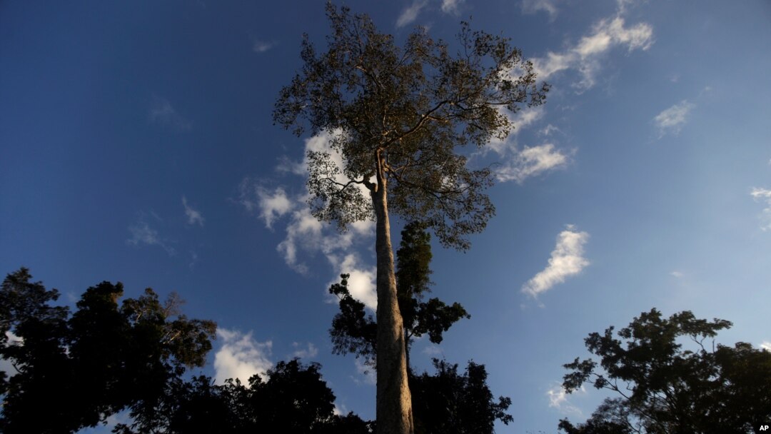 FILE - A Seringueira rubber tree, which is native to the Amazon rainforest, stands in Chico Mendes Extraction Reserve in Xapuri, Acre state, Brazil, June 24, 2016. Rubber is one of the trees cultivated by the ancient peoples of the Amazon.