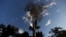 FILE - A Seringueira rubber tree, which is native to the Amazon rainforest, stands in Chico Mendes Extraction Reserve in Xapuri, Acre state, Brazil, June 24, 2016. Rubber is one of the trees cultivated by the ancient peoples of the Amazon.