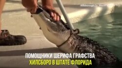 Аллигатор в бассейне