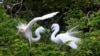 Egrets stand on a tree in Ajmer in the western Indian state of Rajasthan.