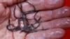 Poached Eels: US Strikes at Illegal Harvests as Value Grows