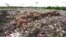 Drone Footage Shows Elephants Foraging for Food in Sri Lanka Garbage Dump 