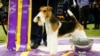 Westminster Dog Show Has a New ‘King’