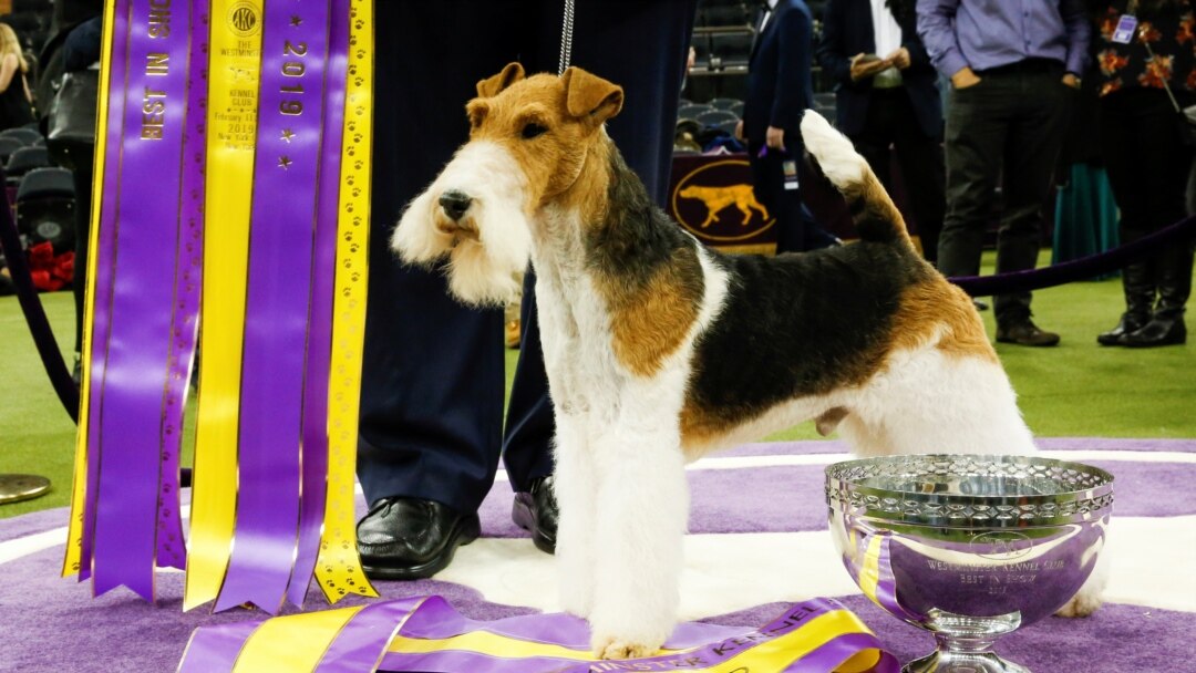 which dog won best in show at crufts 2019