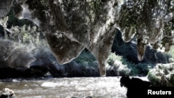 Igor Armicach, a doctoral student at Hebrew University's Arachnid Collection, looks onto giant spider webs, spun by long-jawed spiders (Tetragnatha), covering sections of the vegetation along the Soreq creek bank, near Jerusalem Nov. 7, 2017. 