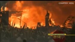 ကယ်လီဖိုးနီးယား တောမီး