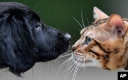 FILE - A little Stabyhoun dog and a Bengal cat nose at each other at a preview event of the cat and dog show in Dortmund, Germany, May 10, 2019. (AP Photo/Martin Meissner)