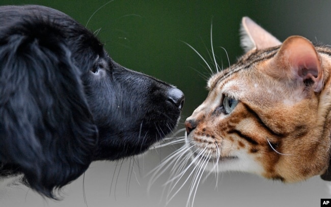 FILE - A little Stabyhoun dog and a Bengal cat nose at each other at a preview event of the cat and dog show in Dortmund, Germany, May 10, 2019. (AP Photo/Martin Meissner)