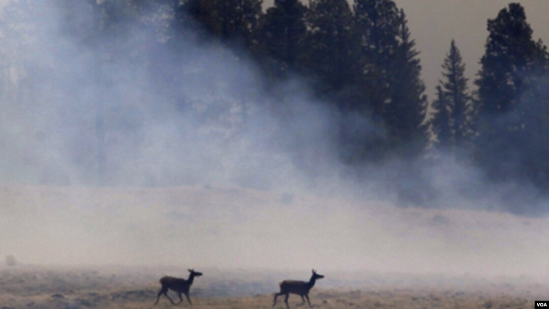 El avance de la frontera agrícola, la destrucción del medio ambiente y el tráfico de animales salvajes son temas que deben atenderse, según el reporte.