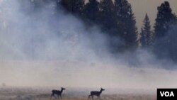 El avance de la frontera agrícola, la destrucción del medio ambiente y el tráfico de animales salvajes son temas que deben atenderse, según el reporte.