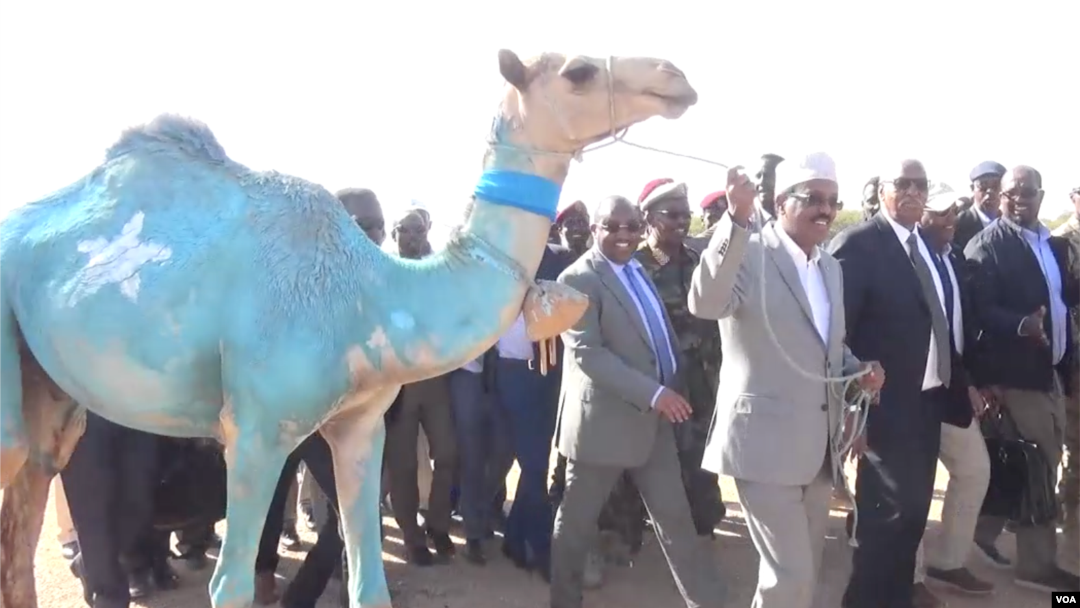 Farmaajo oo Gaalkacyo lagu soo dhaweeyey