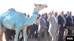 Farmaajo oo Gaalkacyo lagu soo dhaweeyey