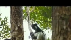 Prozor u film: Otok lemura - Madagaskar (IMAX)