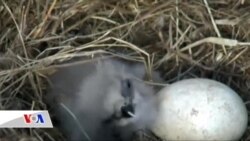 ვებკამერებით დანახული სამყარო