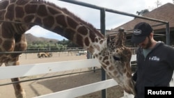 Dakota Semler stands with Stanley the giraffe at the Malibu Wine Safari in Malibu, Calif., Nov. 13, 2018. 