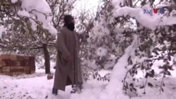 سرینگر: بن موسم برف باری سے سیب کی فصل کو نقصان