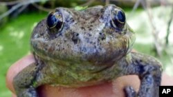 This March 20, 2017, photo from the National Park Service shows a California red-legged frog, found in the Santa Monica Mountains near Los Angeles.