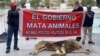 Tras manifestantes posan tras un león muerto, con un pancarta, en protesta en contra del gobierno por su trato a los animales, el 20 de enero de 2023.