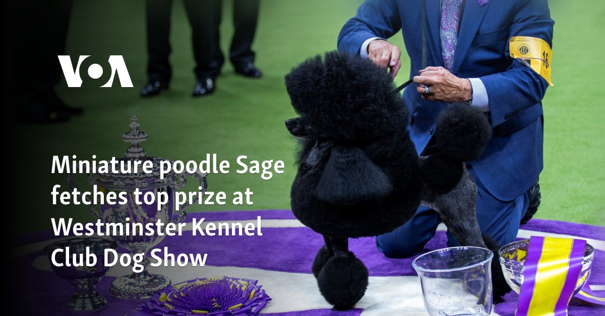 Miniature poodle Sage fetches top prize at Westminster Kennel Club Dog Show