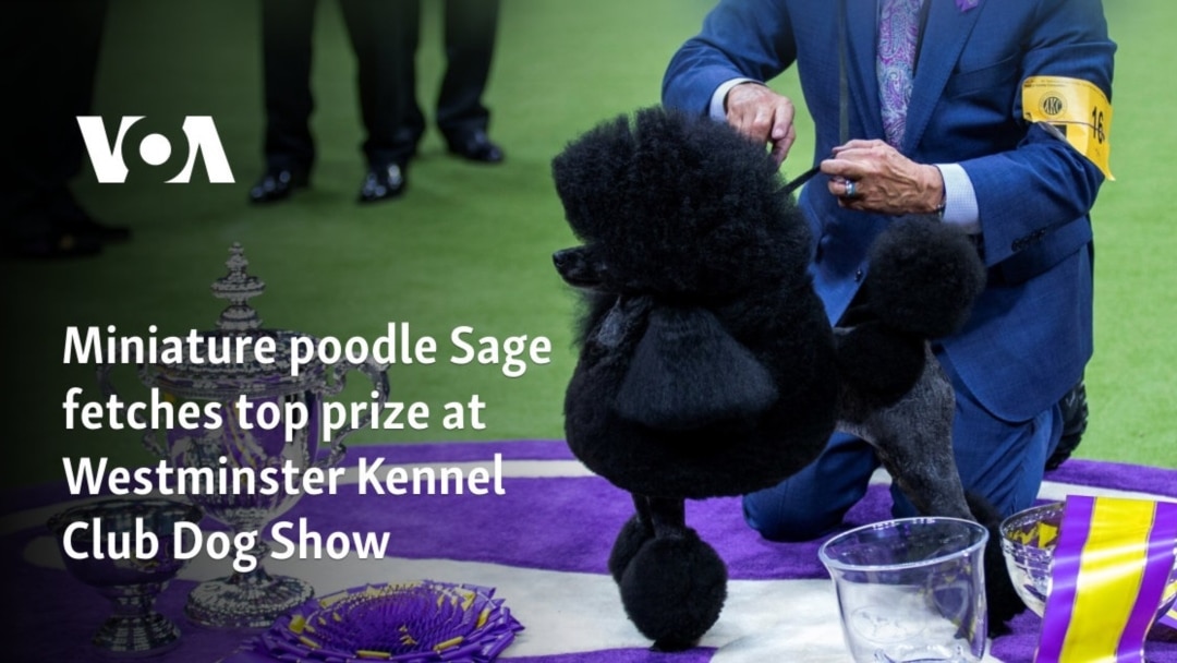 Westminster Dog Show prestigious event in year