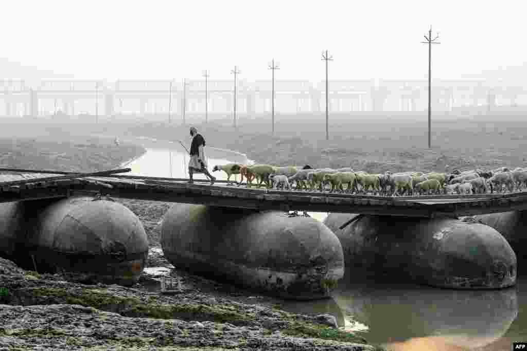 A shepherd leads a flock of sheep on a pontoon bridge in Allahabad, India.