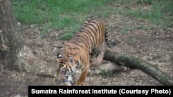 Harimau Sumatra. (Foto: Sumatra Rainforest Institute)