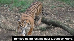 Harimau Sumatera. (Foto: dok). Darmawan (42), warga Riau diserang harimau Sumatera saat sedang melakukan penebangan kayu ilegal di kawasan hutan sekitar Desa Tanjung Simpang, Kecamatan Pengaliran, Indragiri Hilir.