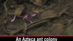 Biologists Flock to Panama to a Century-Old Tropical Research Institute