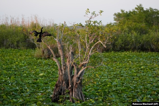 An anhinga dries its wings in a tree standing amid lily pad-covered waters, Friday, May 17, 2024, in Everglades National Park, Fla.