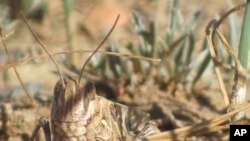 A locust in its grassland habitat - a heavily-grazed field in Inner Mongolia.